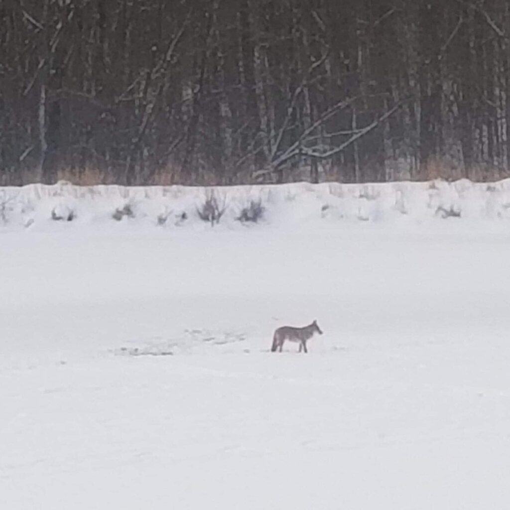 Coyote on Lake