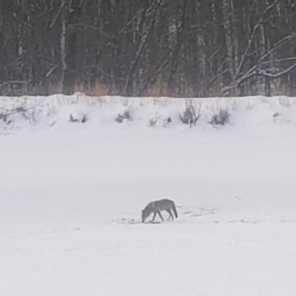 Coyote on Lake