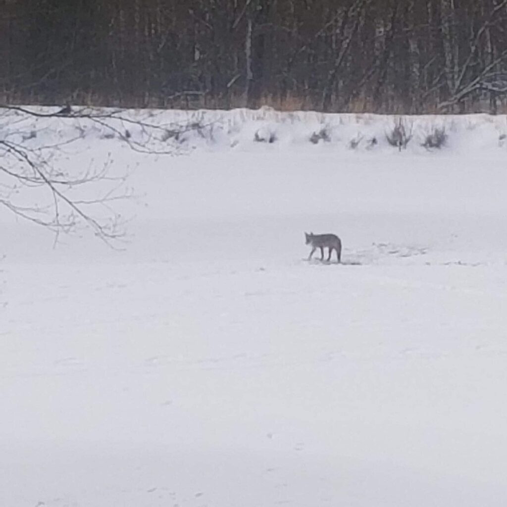 Coyote on Lake