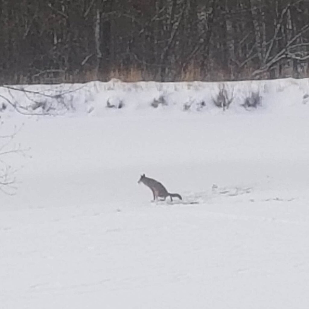 Coyote on Lake